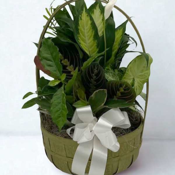 Basket of green houseplants with a white ribbon bow