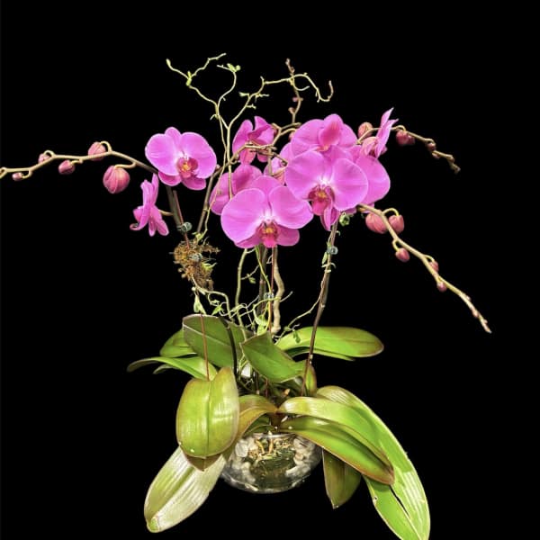 Pink orchids in a glass pot with broad green leaves
