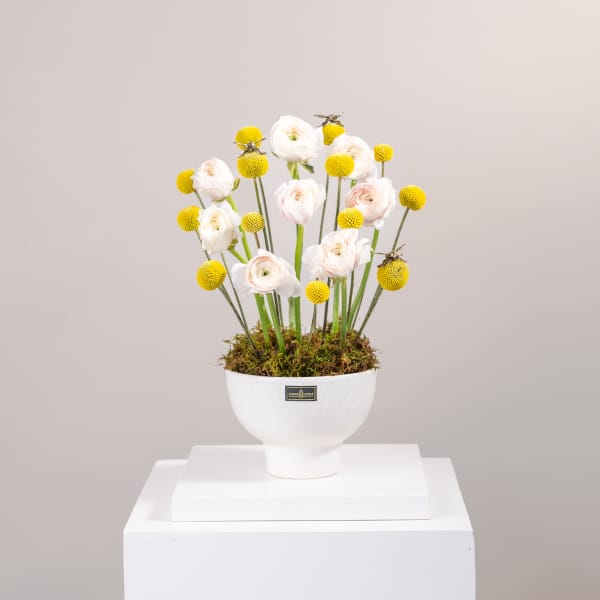 White ranunculus and yellow pom-pom flowers in a white pedestal vase