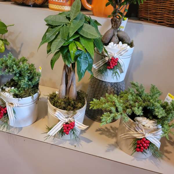 Potted holiday plants in white containers with ribbon and red berry accents