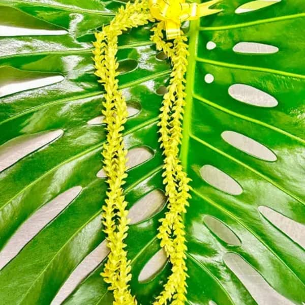 Yellow lei on a large green tropical leaf