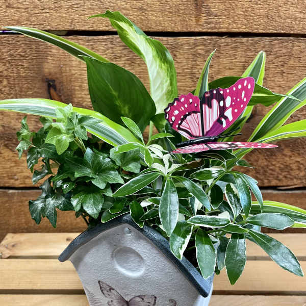 Potted green plant arrangement with a pink butterfly decoration