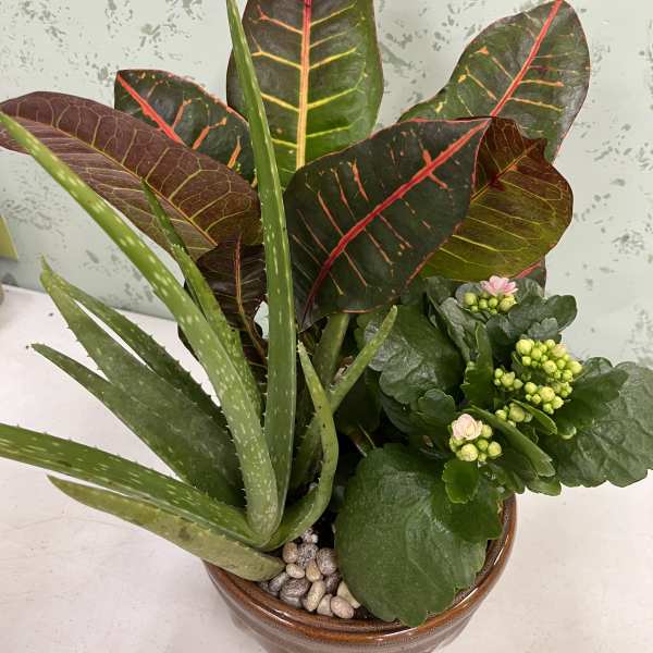 Dish Garden with succulents