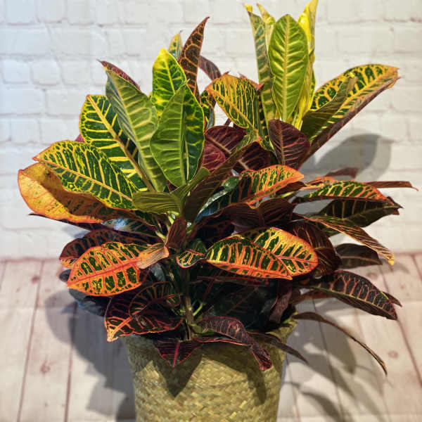 Potted croton plant with multicolored leaves in a woven basket