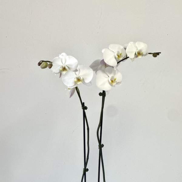 White Phalaenopsis Orchids by Westford Florist Art by Veny