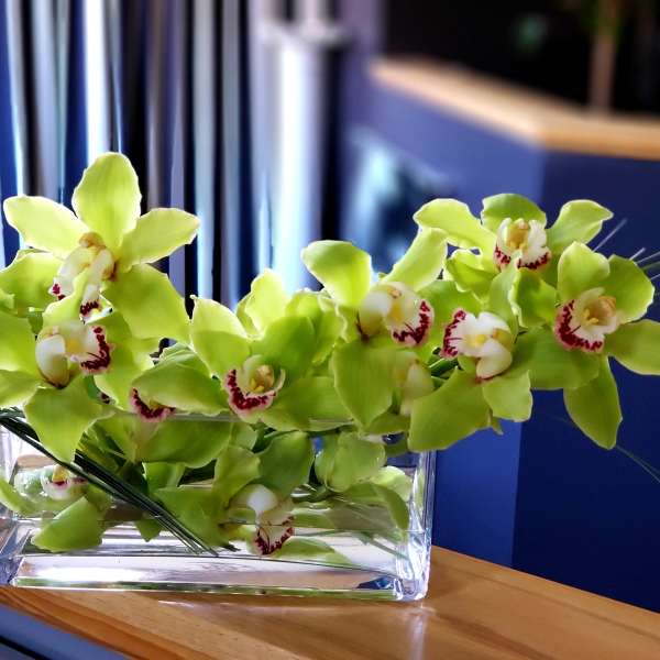 Green orchids arranged in a clear glass vase