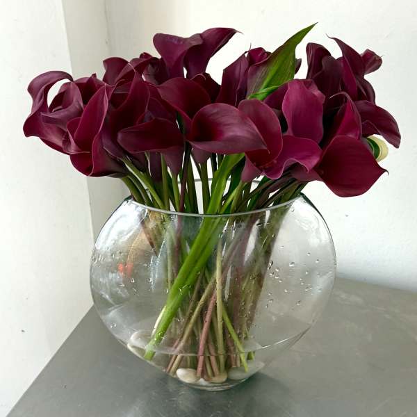 Bouquet of deep burgundy calla lilies in a clear glass vase