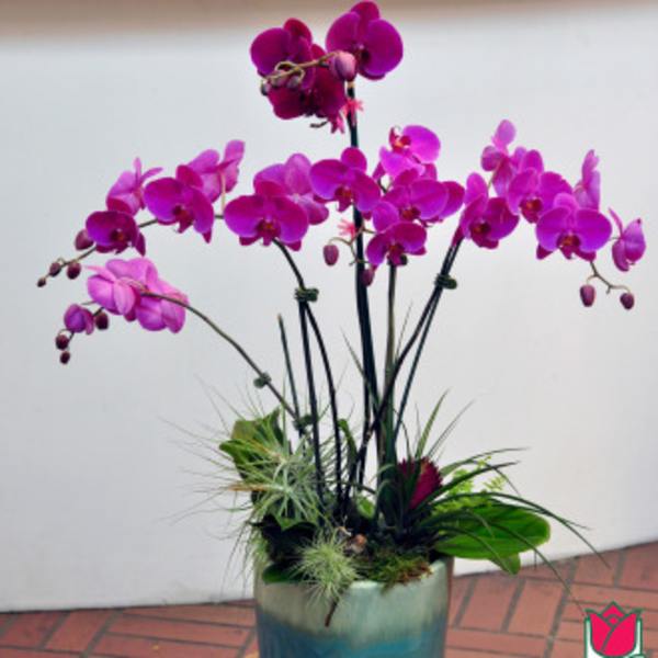 Purple orchid arrangement in a blue ceramic pot