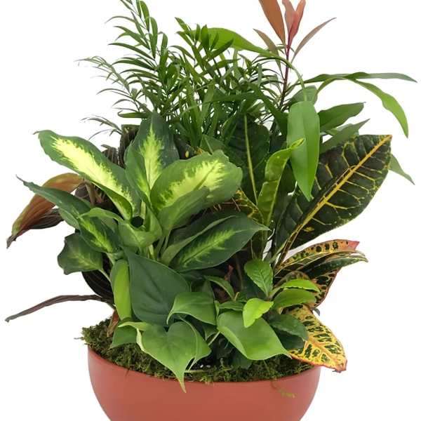Assorted houseplants with variegated leaves arranged in a low round terracotta bowl.
