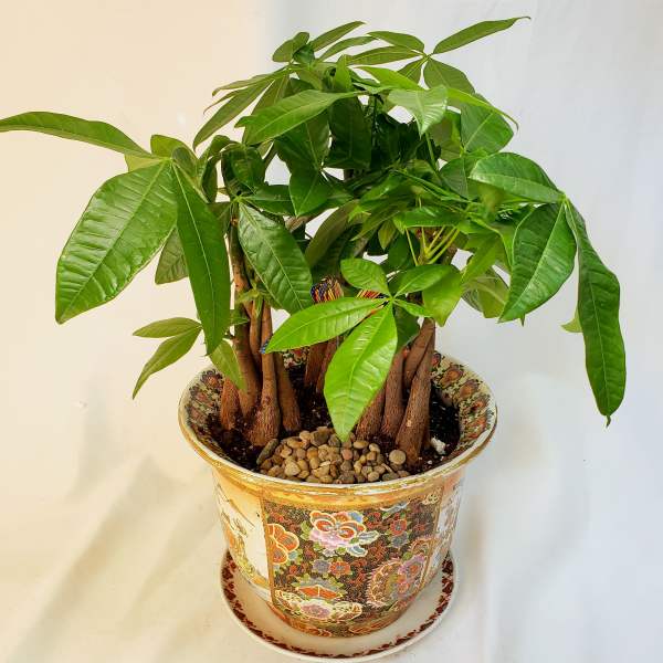 Potted money tree plant in a decorative ceramic pot
