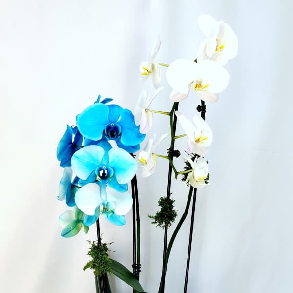 Tall blue and white phalaenopsis orchid plant in a white ceramic pot with trailing greenery.