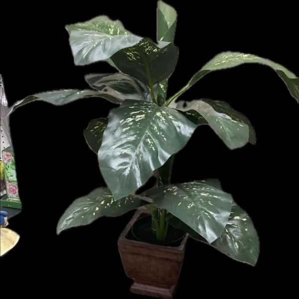 Potted leafy houseplant with large variegated green leaves