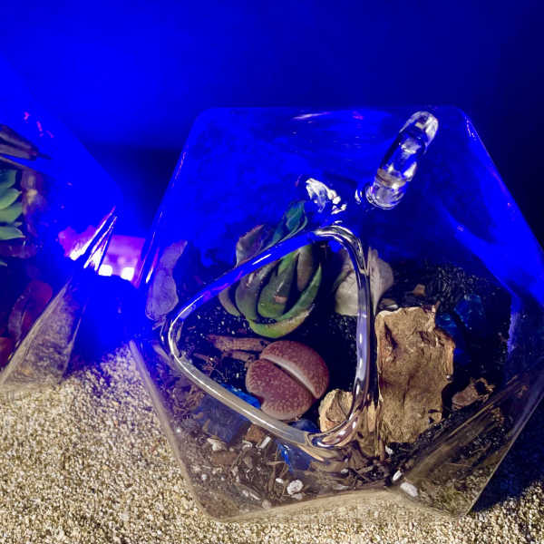 Pair of small glass terrariums with succulents and stones on sand under blue light.