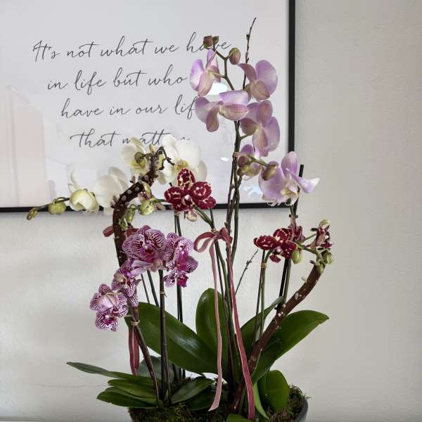 Potted orchid arrangement with pink, white, and burgundy blooms