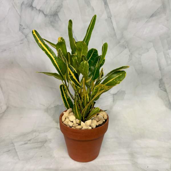Potted croton plant with green and yellow variegated leaves