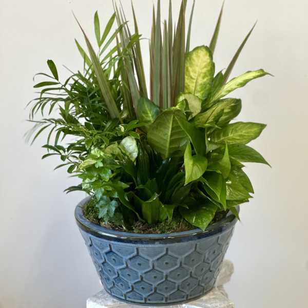 Dish Garden by Westford Florist Floral Art by Veny 12-inches