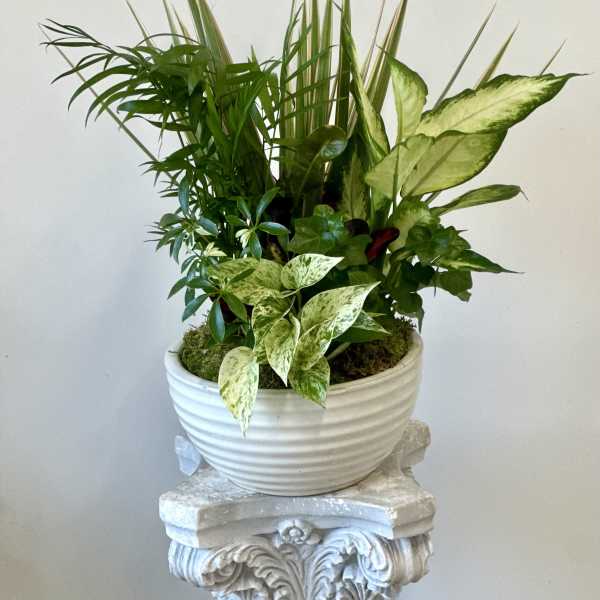 Dish Garden by Westford Florist Art by Veny 10-inches