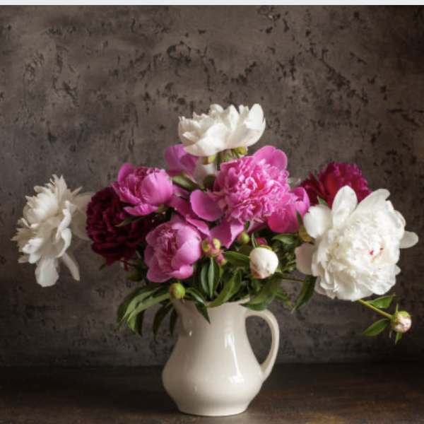 Pink and white peonies in a white pitcher vase