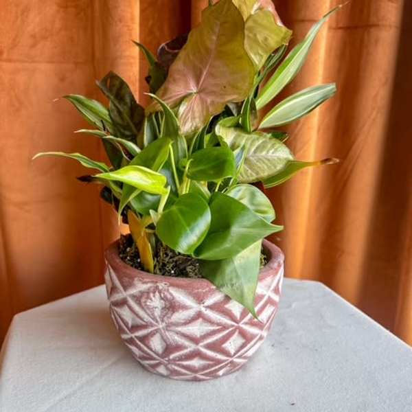 Leafy green houseplant with mixed foliage in a pink patterned ceramic pot on a white surface
