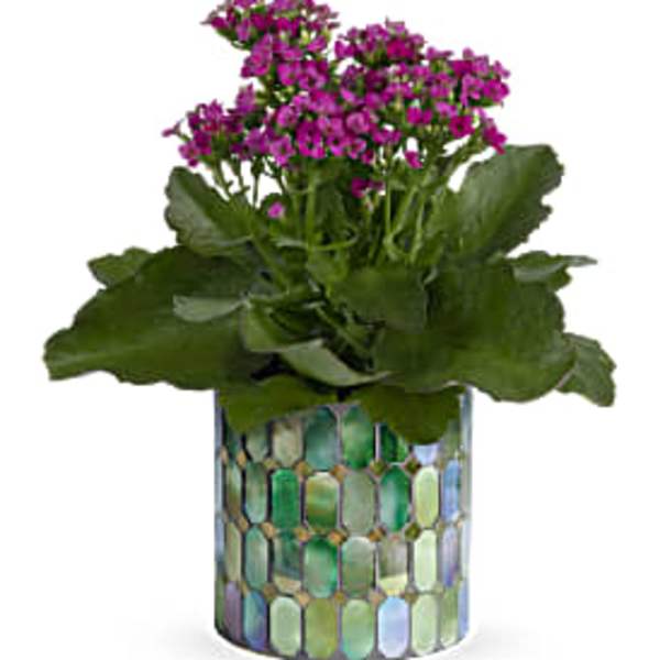 Potted plant with small purple flowers in a mosaic ceramic container