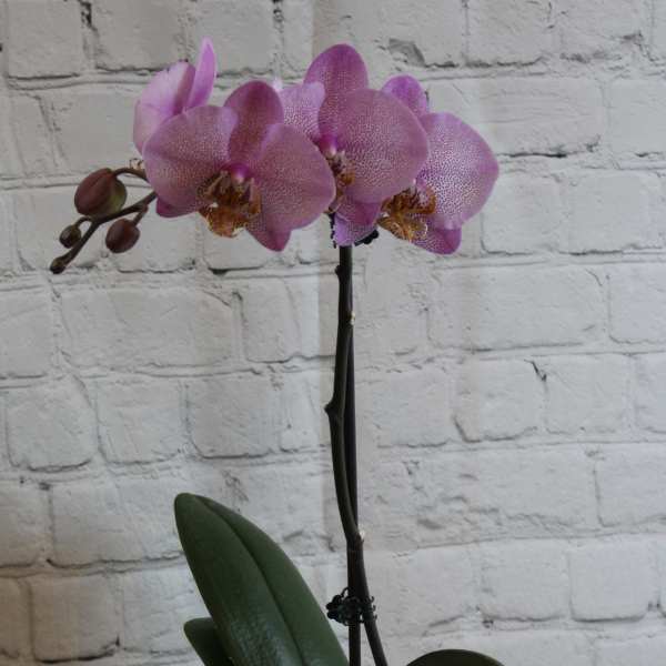 Potted pink orchid with blooms on a tall stem