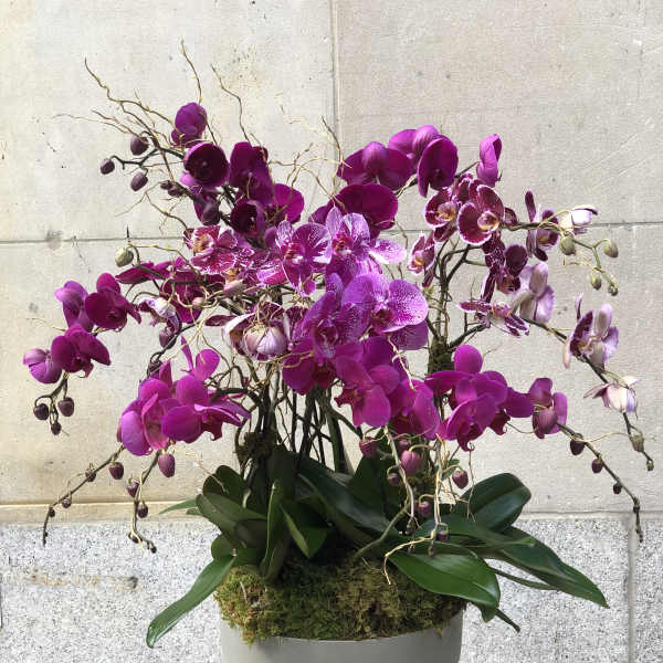 THE MASTER'S ORCHID #2