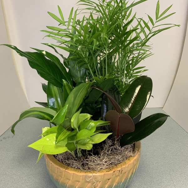 Potted tropical foliage arrangement in a ceramic bowl