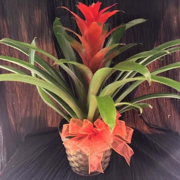 Potted bromeliad with red bloom and orange ribbon