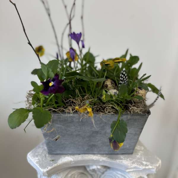 Violets are blue by Westford Florist Art by Veny