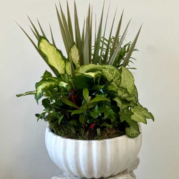 Dish Garden 12" by Westford Florist