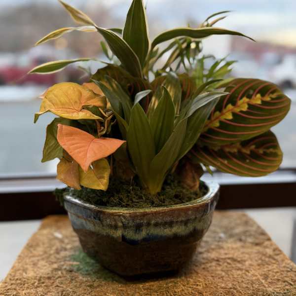Potted tropical plant arrangement in a ceramic bowl