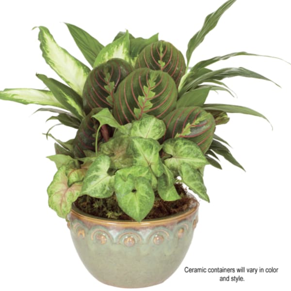 Mixed green houseplants with patterned foliage in a round green ceramic bowl