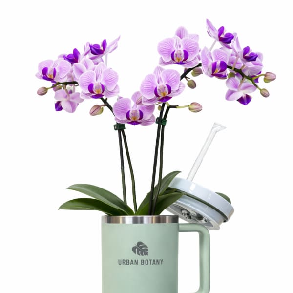 Purple orchids arranged in a mint green tumbler with a lid and straw
