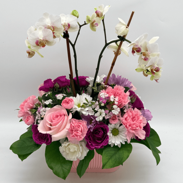 Orchid Princess Garden