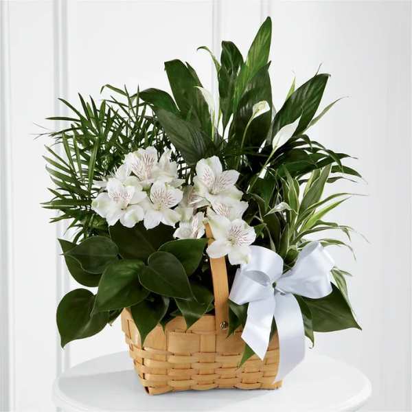 White flowers in a wicker basket with lush green plants