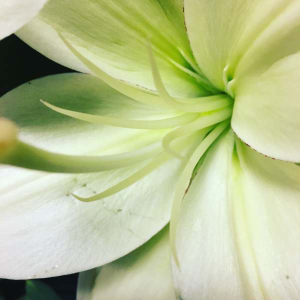 Close-up of pale white-green flower petals with a dark background