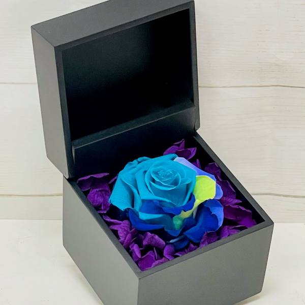 Single blue rose in a black gift box lined with purple petals, lid open behind