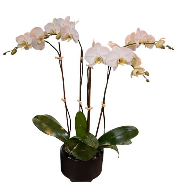 White orchids in a black pot with glossy green leaves