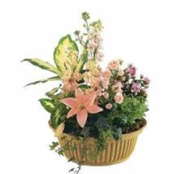 Mixed floral basket with pink blooms and variegated foliage