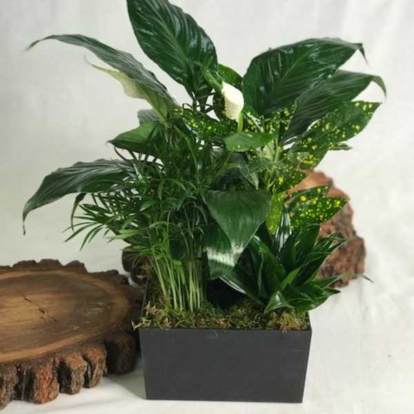Potted green plant arrangement in a black rectangular container
