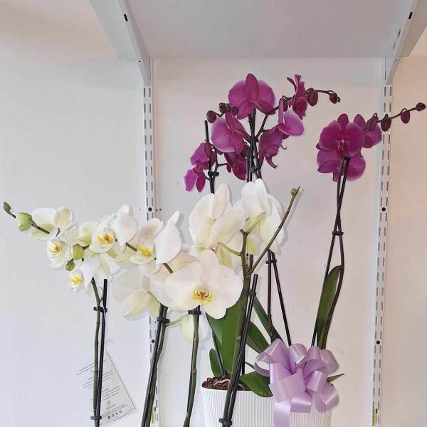 Potted orchids with white and purple blooms, each tied with a ribbon