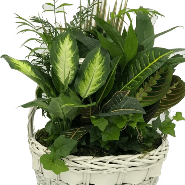 Laundry Basket B Dish Garden