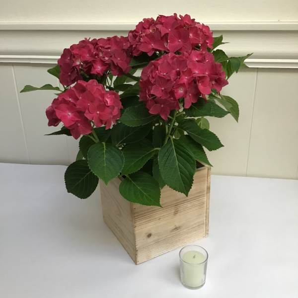 Pink hydrangea plant in a wooden box with a small candle beside it