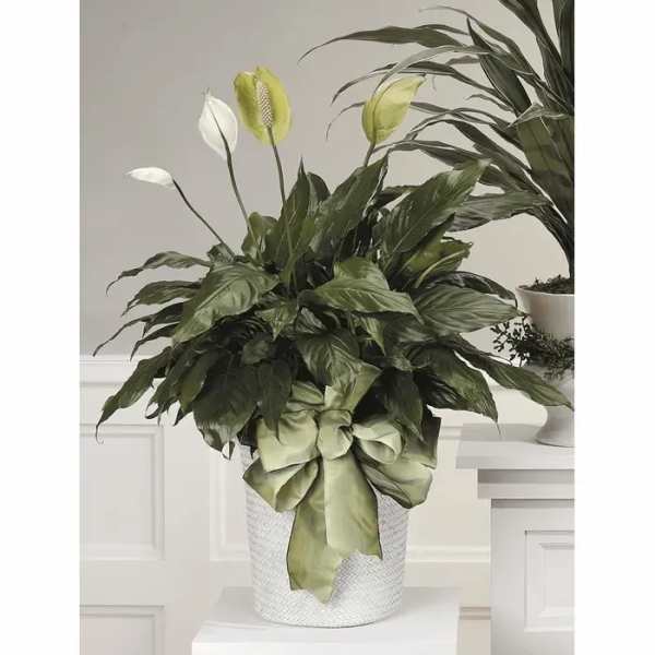 Potted peace lily with white blooms and a green ribbon bow