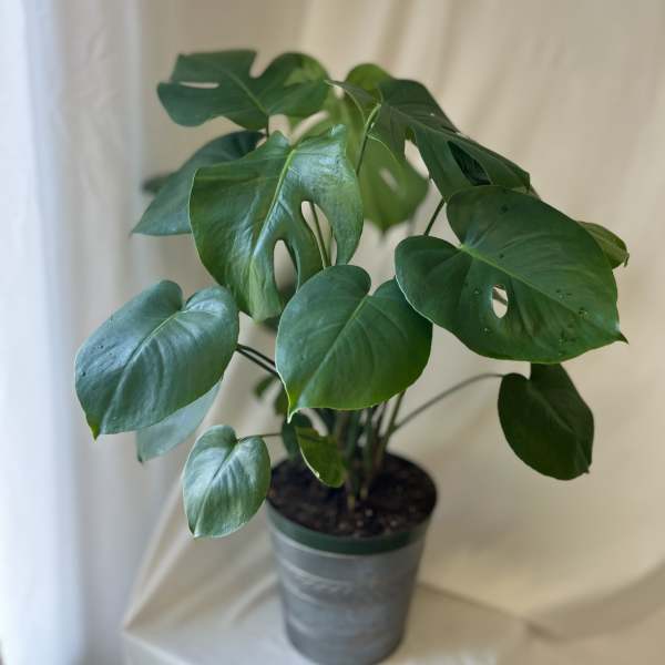 Mini Monstera