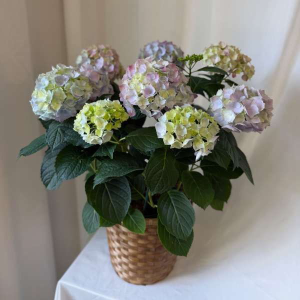 Hydrangea Plant