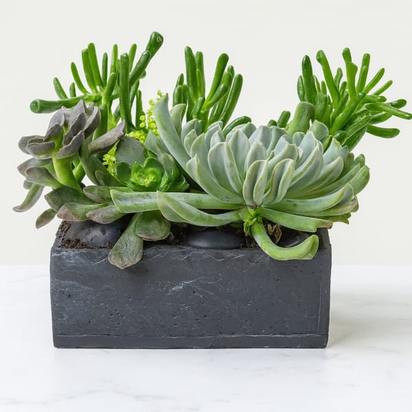 Succulent arrangement in a rectangular dark planter