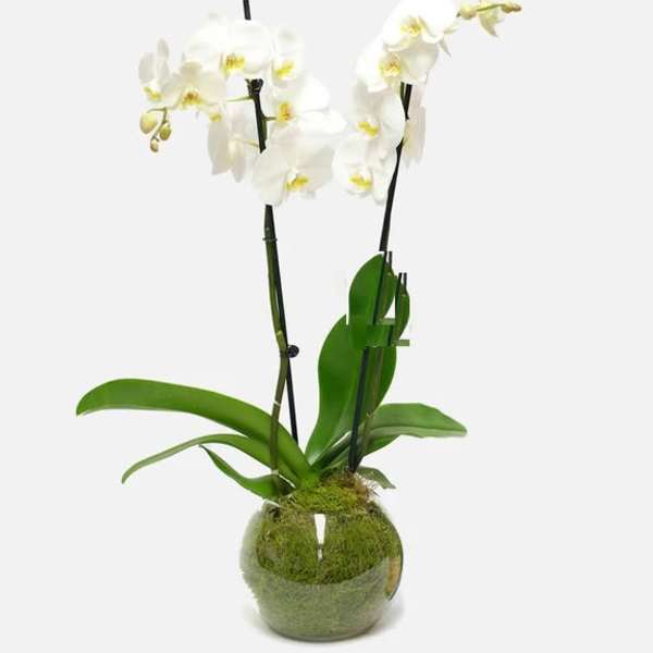 White orchid plant in a glass bowl with moss