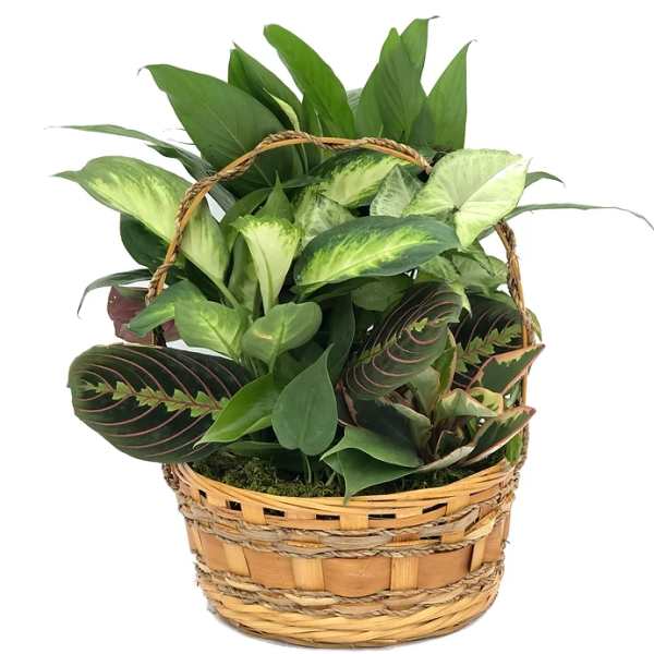 Basket of assorted green houseplants with patterned leaves