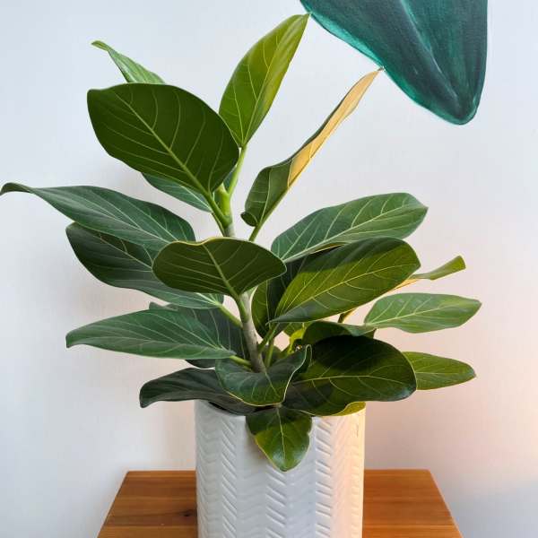 Ficus Audrey